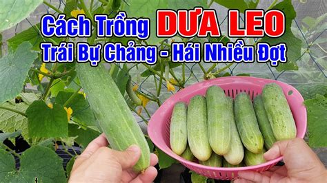 Cách trồng dưa leo trong chậu trái bự chảng, hái nhiều đợt.